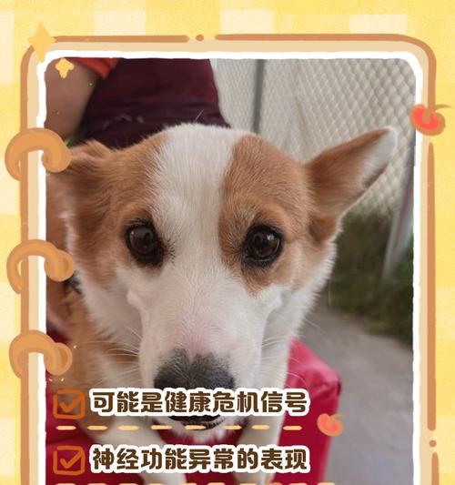 狗狗的饮食习惯与健康——多久不吃饭不是问题（狗狗饮食频率的变化与狗主人的责任）