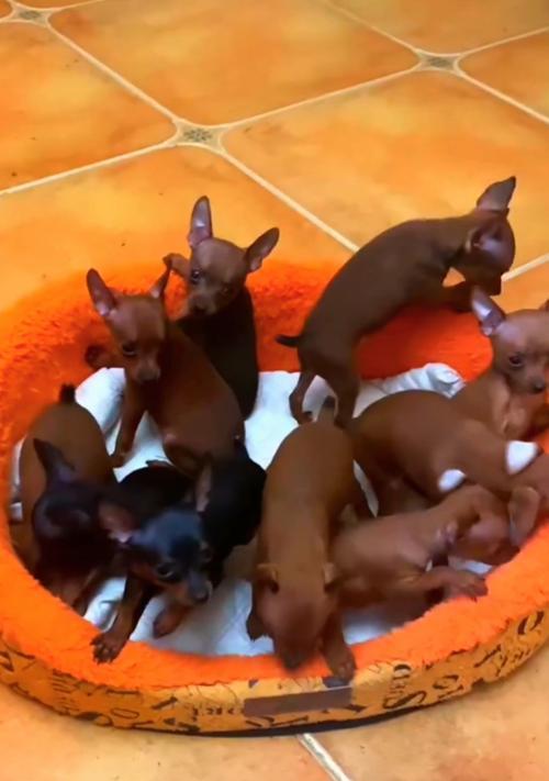 小鹿犬价格揭秘（小鹿犬多少钱一只？价格因级别而异。）