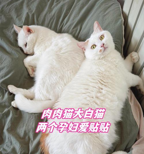 小猫的再次怀孕间隔期（了解小猫再怀孕的最佳时间和重要注意事项）