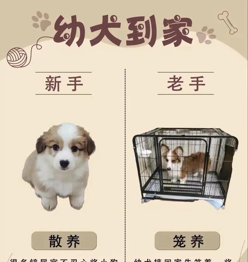 如何手把手教你把刚出生的幼犬带大（幼犬0-12个月的注意事项与培养方法）
