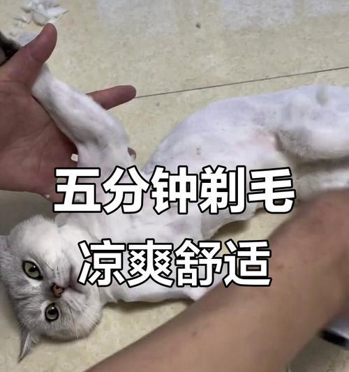 猫剪毛后多久能长起来？（探讨猫咪剪毛后的毛发生长周期及影响因素）