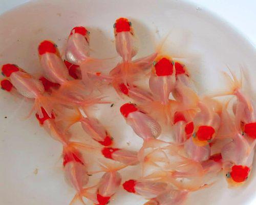 鹤顶红金鱼鳞片出血、发红的治疗方法（药物涂抹是快速有效的治疗手段）