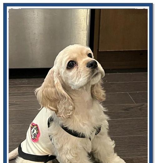 如何正确养护可卡犬（以可卡犬为主题的养护指南）