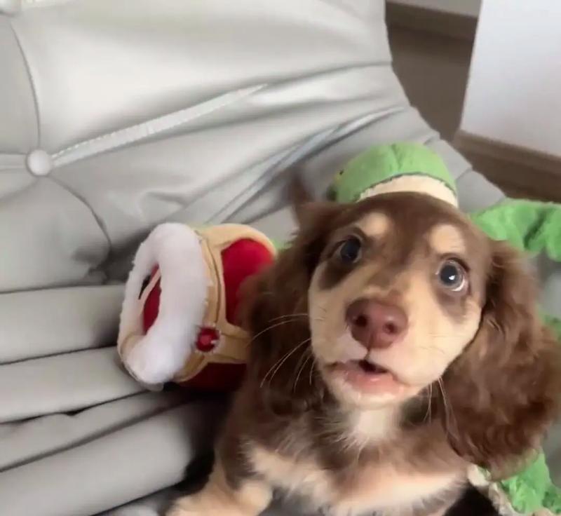 腊肠幼犬多久离开妈妈？（母犬照料期结束后，什么时候可以将腊肠幼犬分离？）