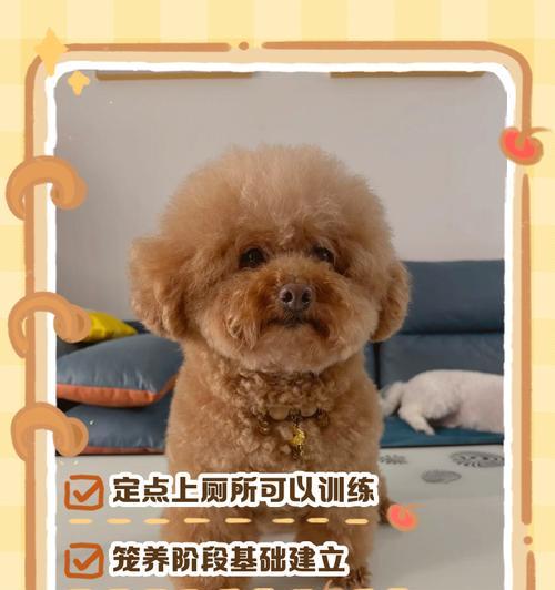 狗狗训练的黄金时期（抓住宠物狗最好训练的时机，成就顺利训练）