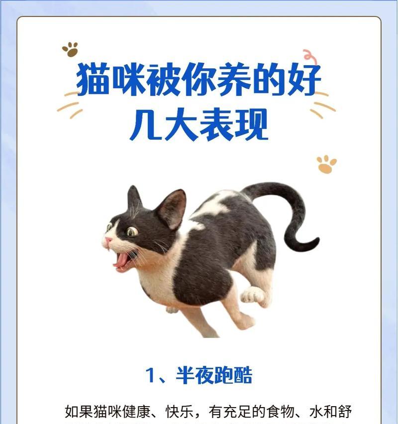 猫咪的寿命（揭开猫咪寿命的神秘面纱，探索其生命周期的关键因素）