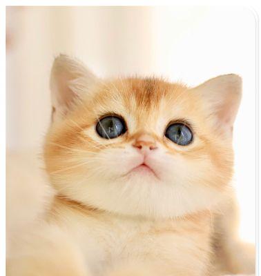 深圳的顶级猫舍推荐（探索深圳市内最受欢迎的猫舍，享受顶级的猫咪护理服务）