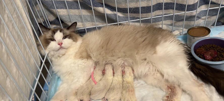 猫咪流产（了解猫咪流产的常见症状和导致流产的原因，以及如何应对此情况）