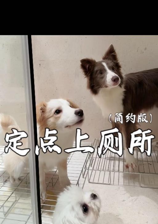 解决宠物尿床问题的正确方法（探究狗狗乱尿尿的原因，提供绝育以外的解决方案）