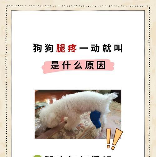 狗腿摔断的康复过程（摔断狗腿康复需要多长时间？）