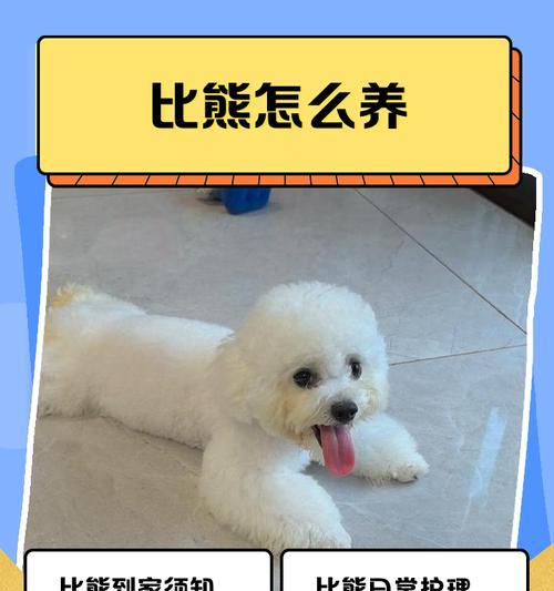 全面了解比熊犬饲养，打造幸福宠物生活（解密比熊犬饲养技巧，助您成为贴心宠物主人）