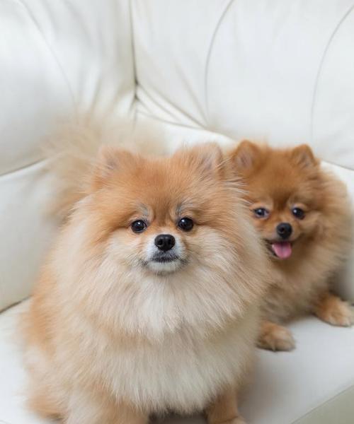 探秘博美犬（了解博美犬的特点、性格及养护知识）