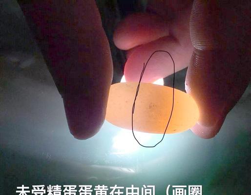 龟蛋孵化需要多长时间才能孵化出小龟？（探索龟蛋孵化的时长和过程，解密小龟的成长奇迹）