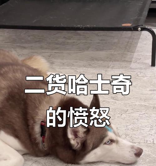 哈士奇不能吃的东西有哪些？（了解哈士奇的饮食禁忌，让它健康快乐生活）