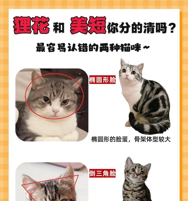 了解英短和美短（比较英短和美短）