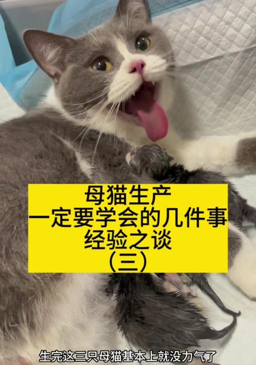 小猫的生育周期及时间（揭秘小猫生产过程的时间和周期）