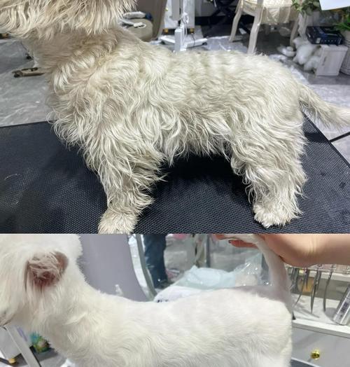金毛犬的换毛周期及护理方法（了解金毛犬的换毛周期和正确护理方法，让您的宠物更加舒适健康）