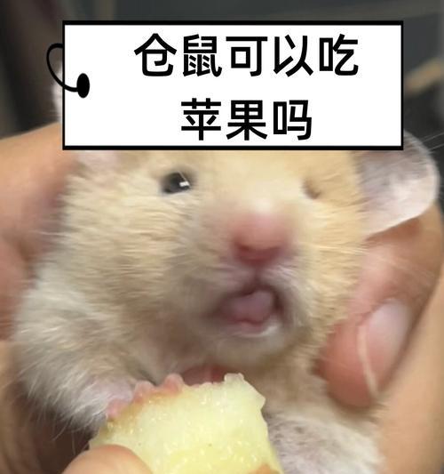 仓鼠不吃的东西（了解仓鼠的食谱，让它们远离危险）