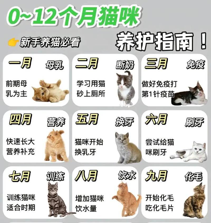 揭秘小猫年龄之道（看这6个地方，就能知道了）