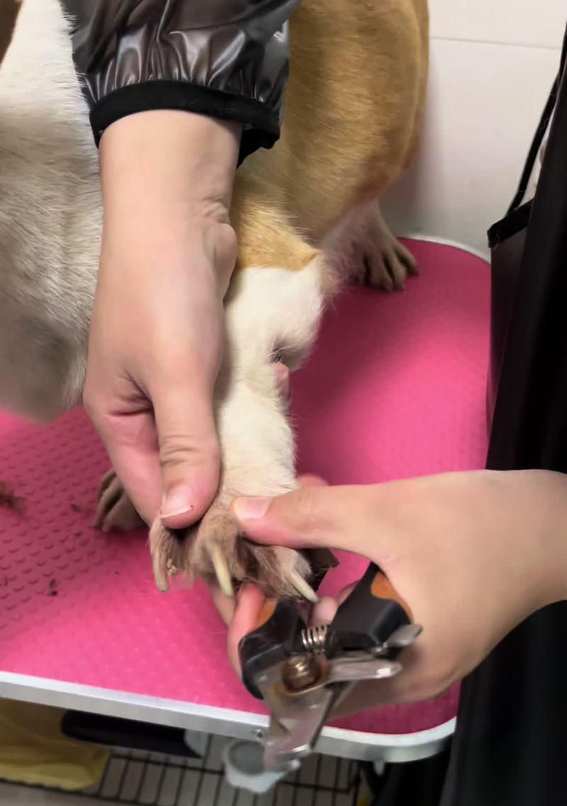小狗指甲修剪的时机和方法（宠物犬足部护理必知，让你的小狗爪爪更健康）