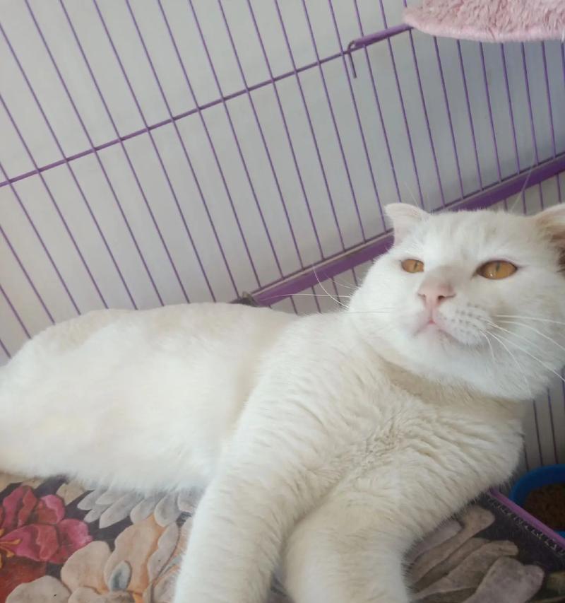 折耳猫的独特魅力（探索折耳猫品种的多样性与特点）