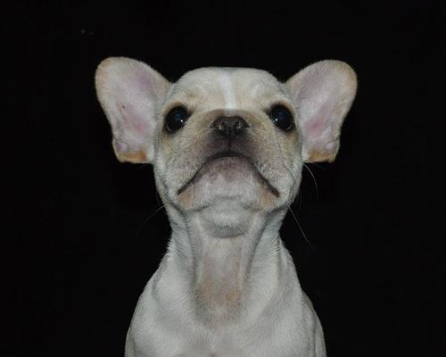 探秘纯种法国斗牛犬的独特魅力（从外貌到性格，一起了解这个优雅而强大的犬种）