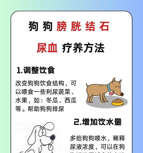 狗膀胱出血能夺走爱宠生命吗？（了解狗膀胱出血的危害及预防方法，关注宠物健康。）