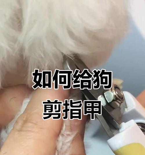 狗狗指甲的修剪频率及注意事项（为您的宠物狗狗提供正确的指甲修剪服务）