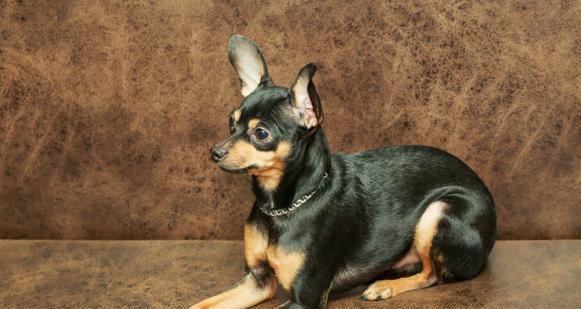 玩具犬品种（玩具犬的特点、寿命及适应性分析）