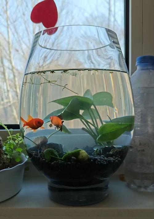 在家养鱼的必备物品和步骤（探索家庭水族养殖，轻松享受养鱼乐趣）