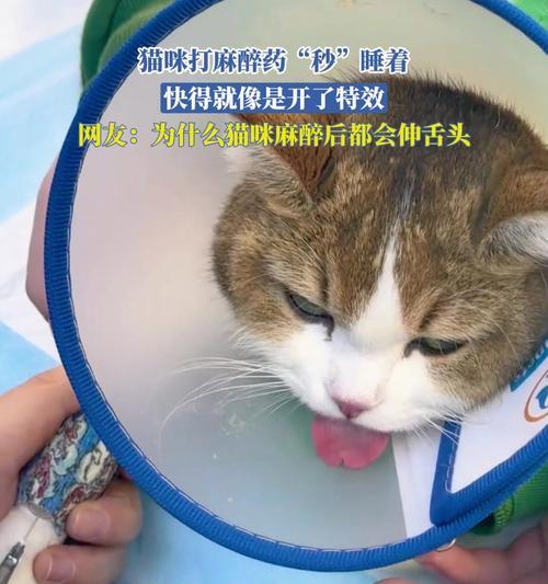 猫儿后的恢复期及注意事项（了解猫儿后的恢复过程，关爱它们的健康与安全）