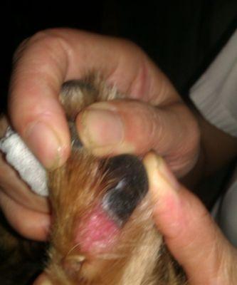 电梯夹开狗狗肉垫流血多久可以好？（了解伤口愈合过程，关注狗狗安全与健康）