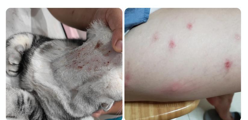 猫的常见病（探索猫病的主要类型和应对策略）
