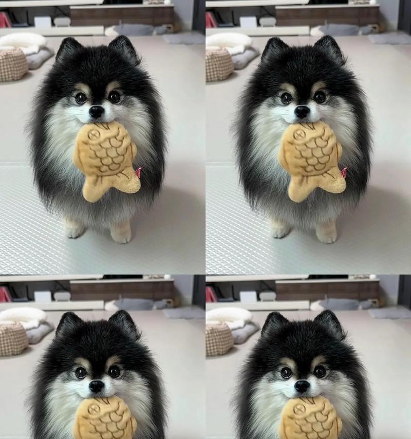 博美犬的怪癖（探寻博美犬对主人的深情表达）