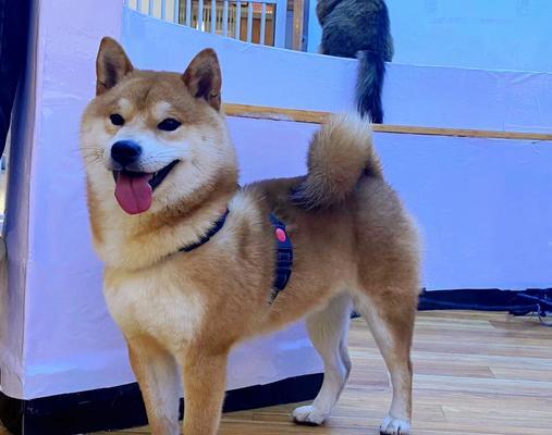 纯种柴犬身上的特征（了解纯种柴犬的特点及其养护要点）