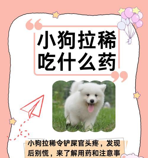 狗狗便秘怎么办？解决方法一览（快速缓解狗狗便秘的有效措施）