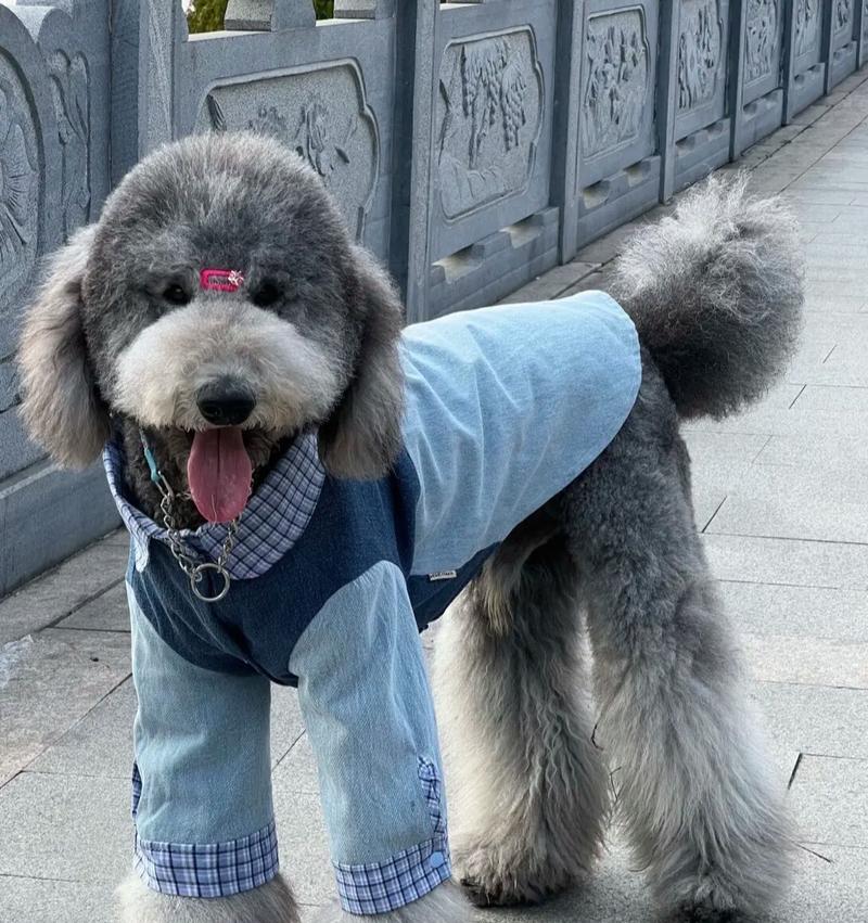 如何判断巨宾犬纯不纯？探寻纯种巨宾犬的真相（揭开纯种巨宾犬的面纱，教你识别真伪）