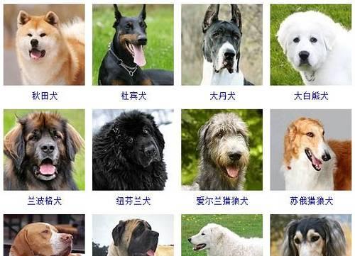 如何给狗狗取好名字？狗狗取名大全！（专家教你取名法，让你的狗狗更有个性）