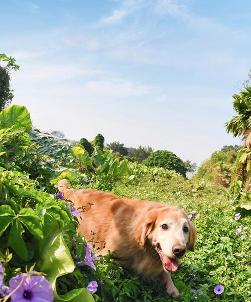 金毛犬睁眼时间的变化与发育过程（探寻金毛犬睁眼的神秘密码）