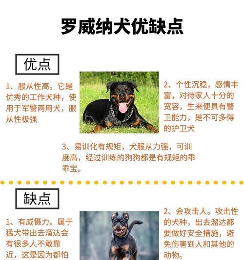 延长罗威纳犬寿命的5个方法（关爱你的罗威纳犬，让它健康长寿）