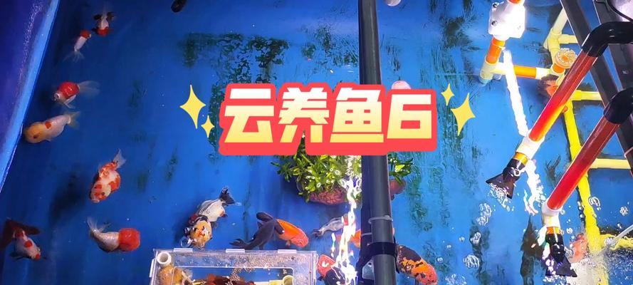 饲养观赏鱼的喂食细节（合理掌握观赏鱼的饲养量，让它们健康快乐生活）