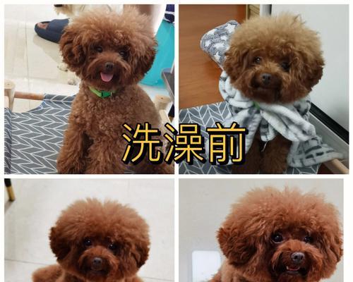 狗的洗澡频率及注意事项（保持宠物健康和干净的关键）