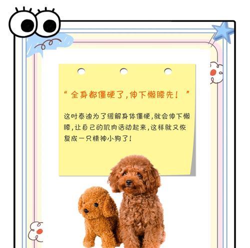 泰迪人生的四个阶段——成长、成熟、老年和回忆（泰迪犬的成长历程与人类生命周期的相似之处）