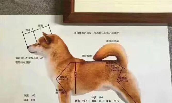 柴犬的价格及定价因素（揭秘柴犬市场定价背后的秘密，以及了解柴犬价格的关键因素）