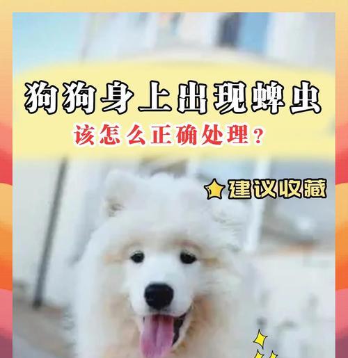 蜱虫在狗身上的脱落周期研究（揭秘蜱虫自行脱落的时间和条件）