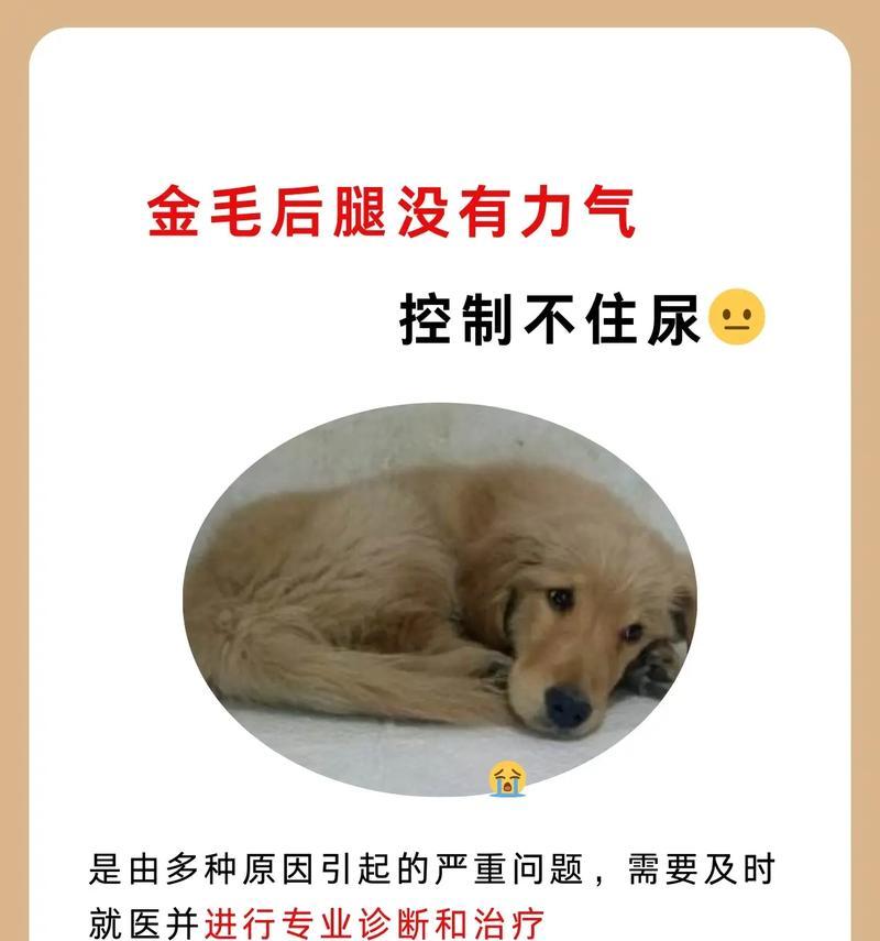 小金毛吃完多久尿（小金毛排尿频率与饮食习惯的关系）