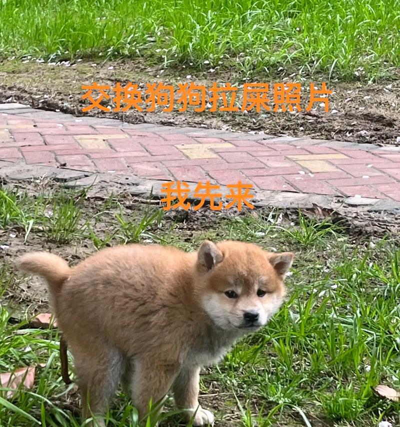 狗拉屎的健康时间表（掌握狗狗排便的频率和时间是养狗人的责任）
