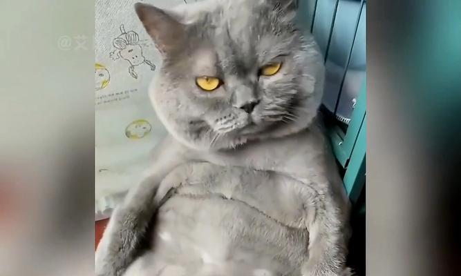 猫咪肥胖的困扰（肥胖会对猫咪健康造成的严重影响）