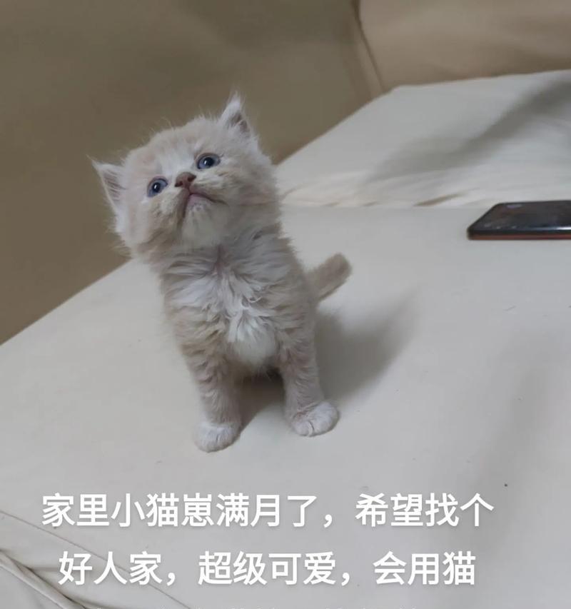 小猫断奶后多久能够适应使用猫砂？（小猫断奶至上猫砂需要经过适应期，）