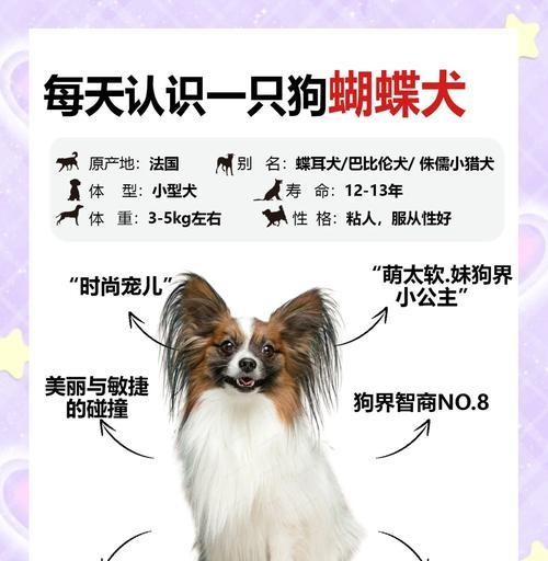 蝴蝶犬串串（探寻蝴蝶犬串串从出生到成年的成长特点与时长）